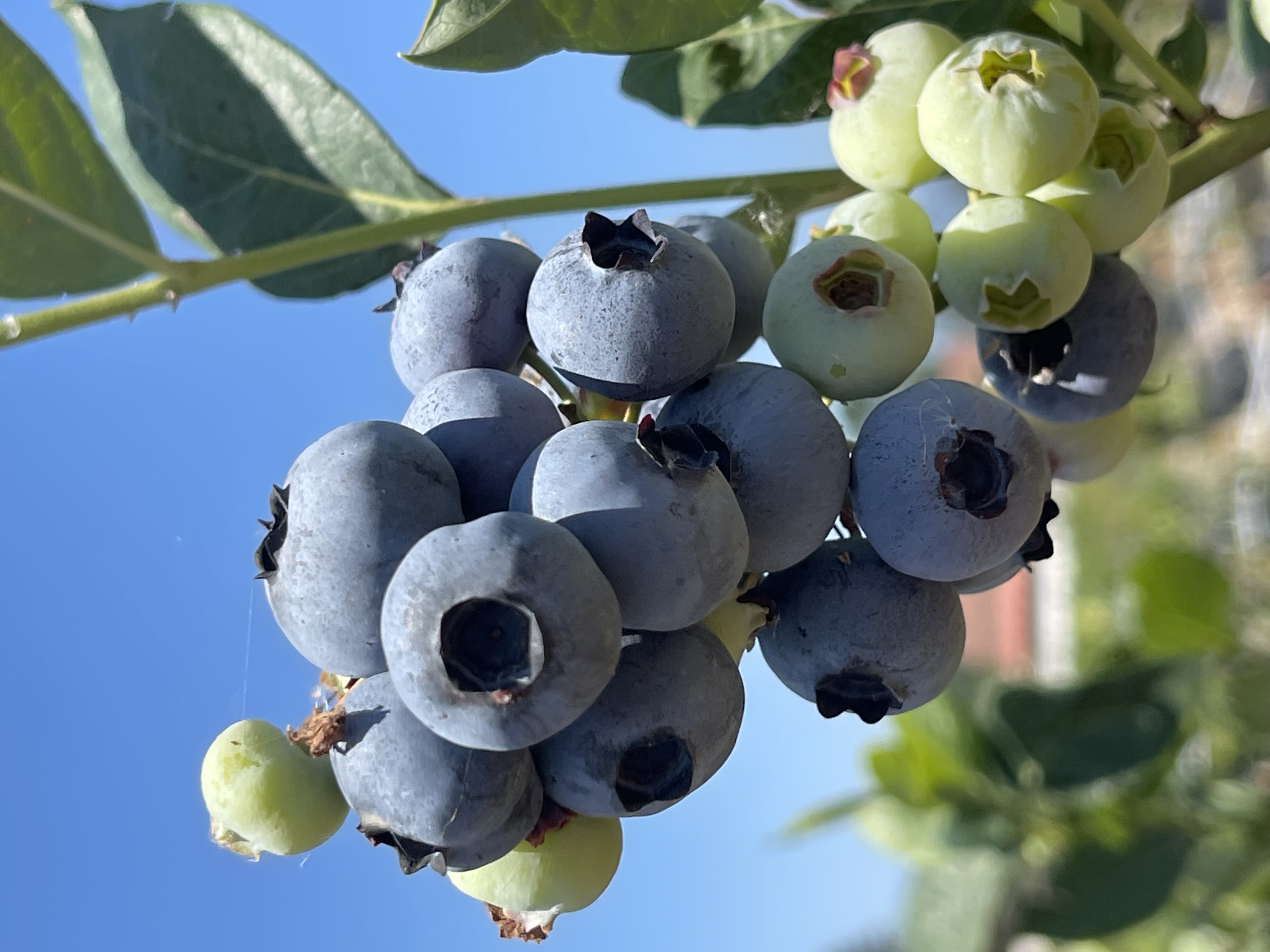 5 kg blueberry paketi
