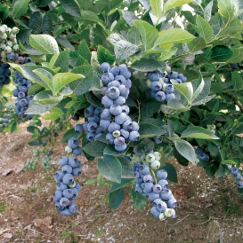 Bluegold Blueberry