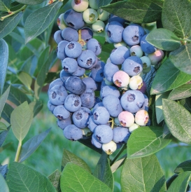 Chandler Blueberry