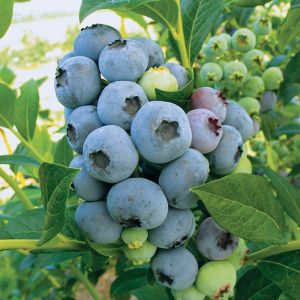 Bonus Blueberry