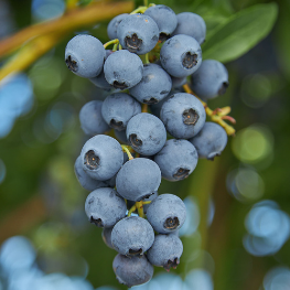Brigitta Blueberry