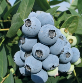 Last Call Blueberry