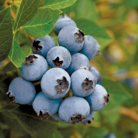 Jubilee Blueberry