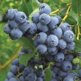 Duke Blueberry
