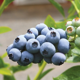 Toro Blueberry