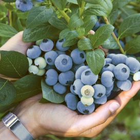 Top Shelf Blueberry