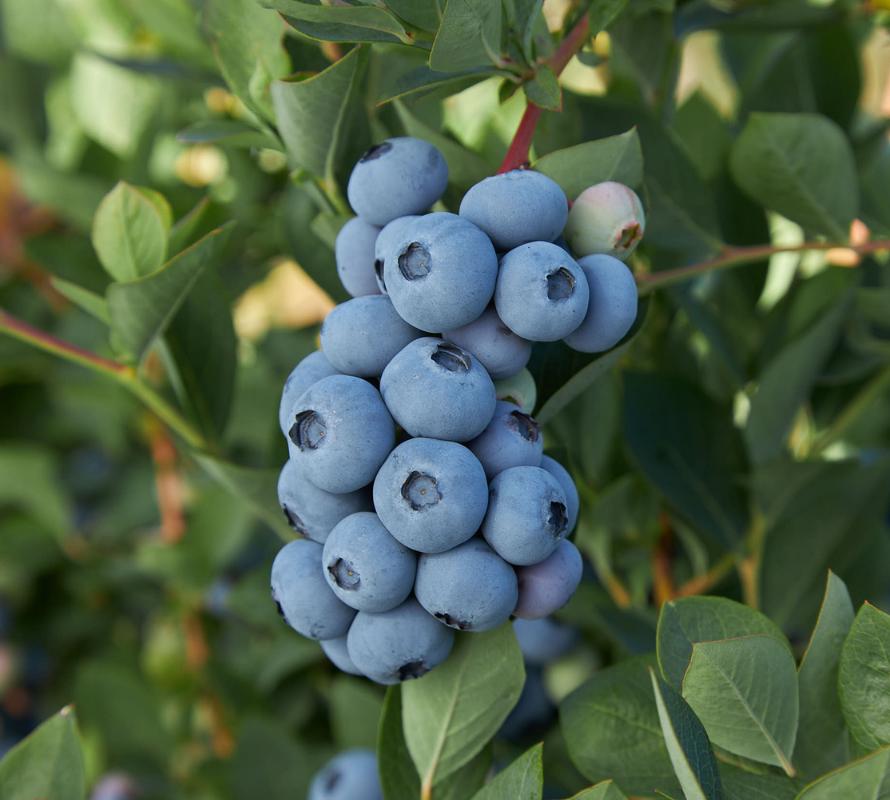 Blueribbon Blueberry