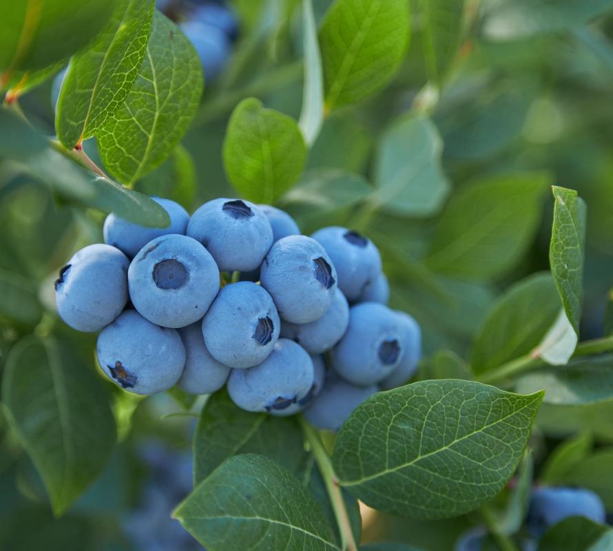 Valör Blueberry