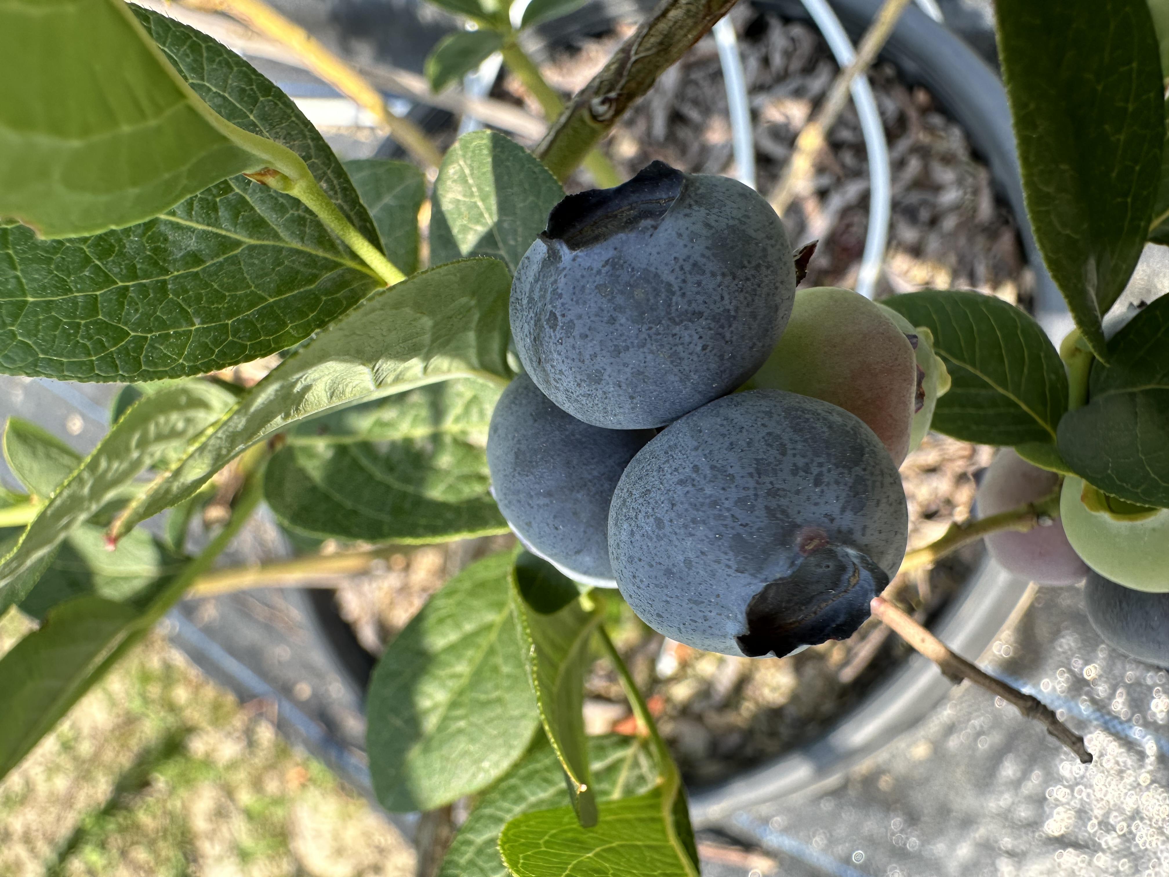10 kilogram blueberry