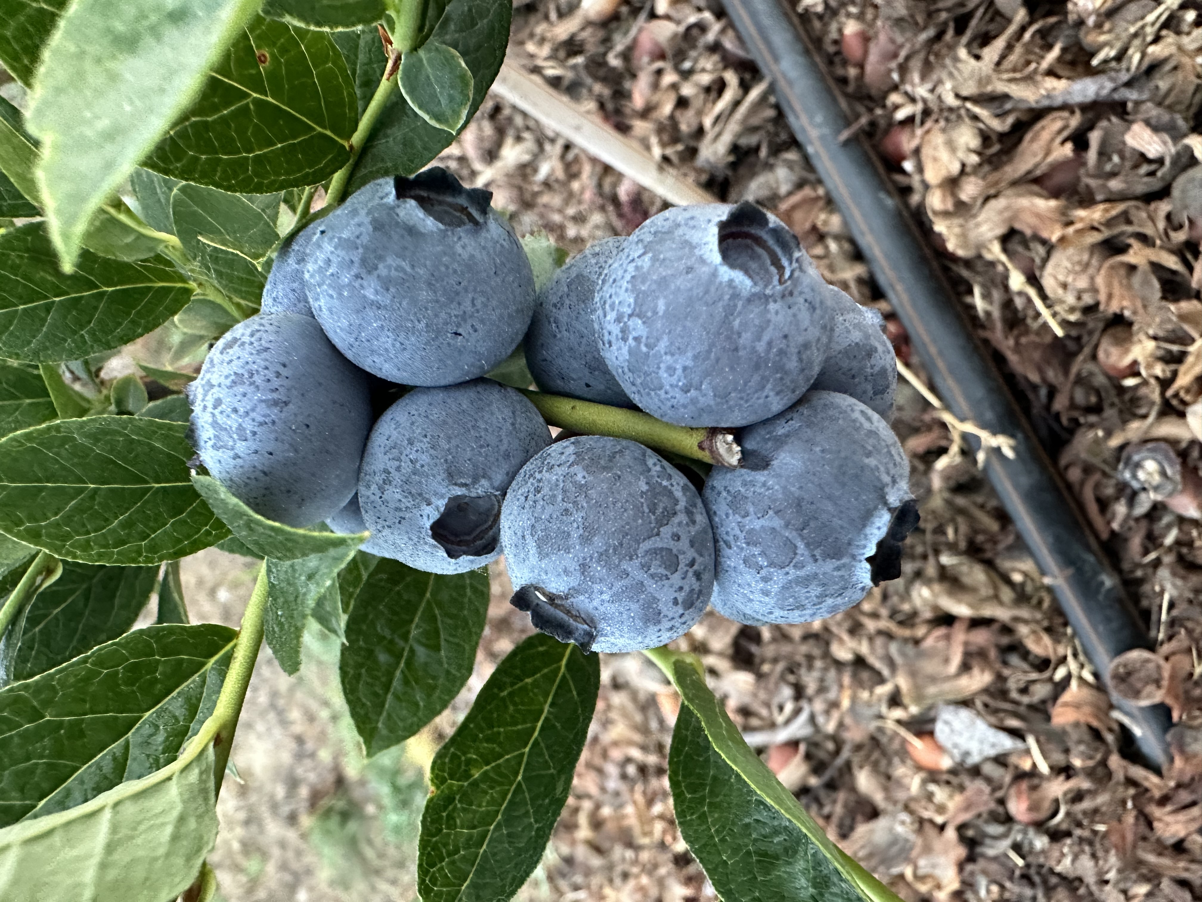 10 kilogram blueberry