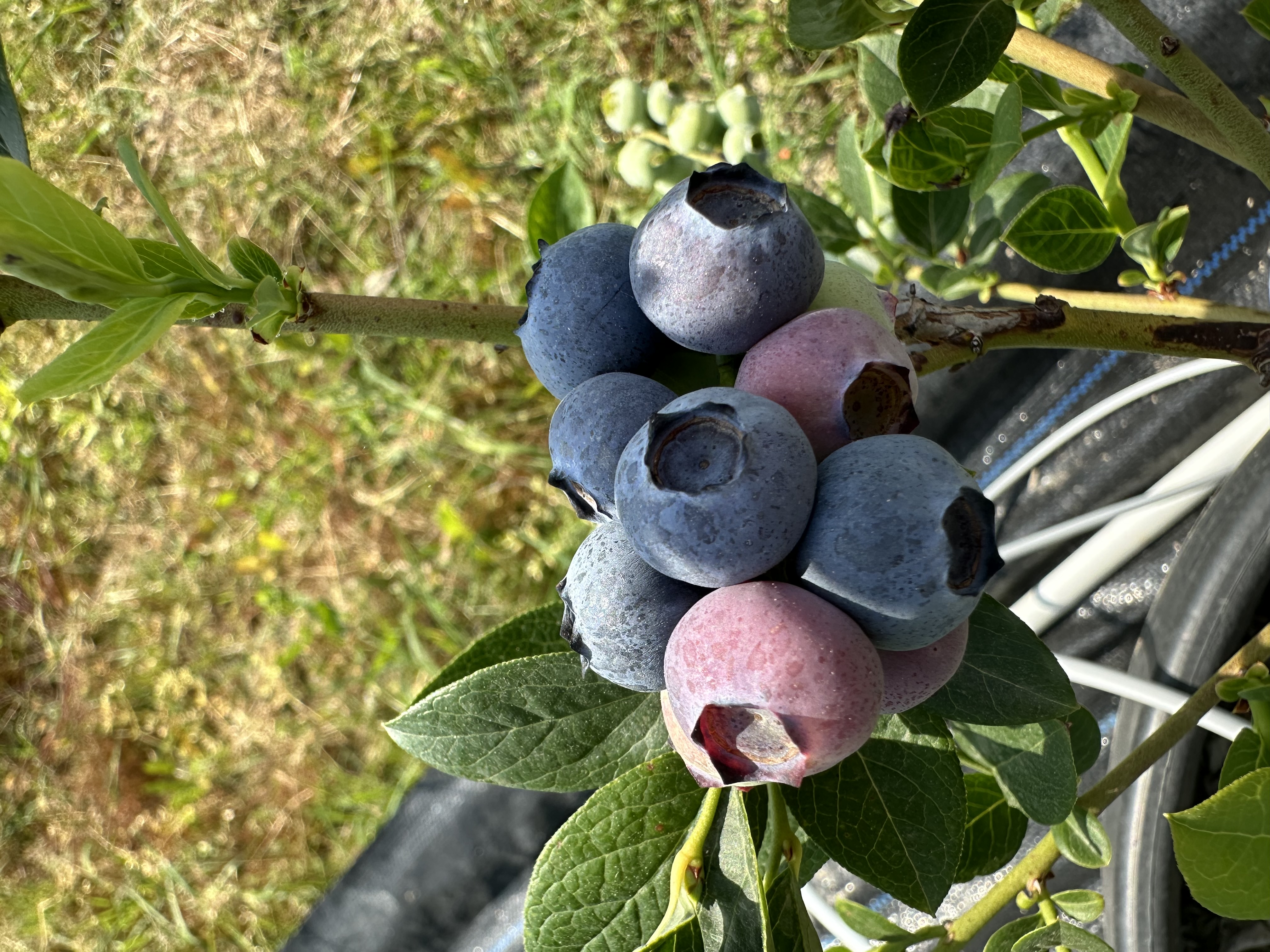 Blueberry 3 kg