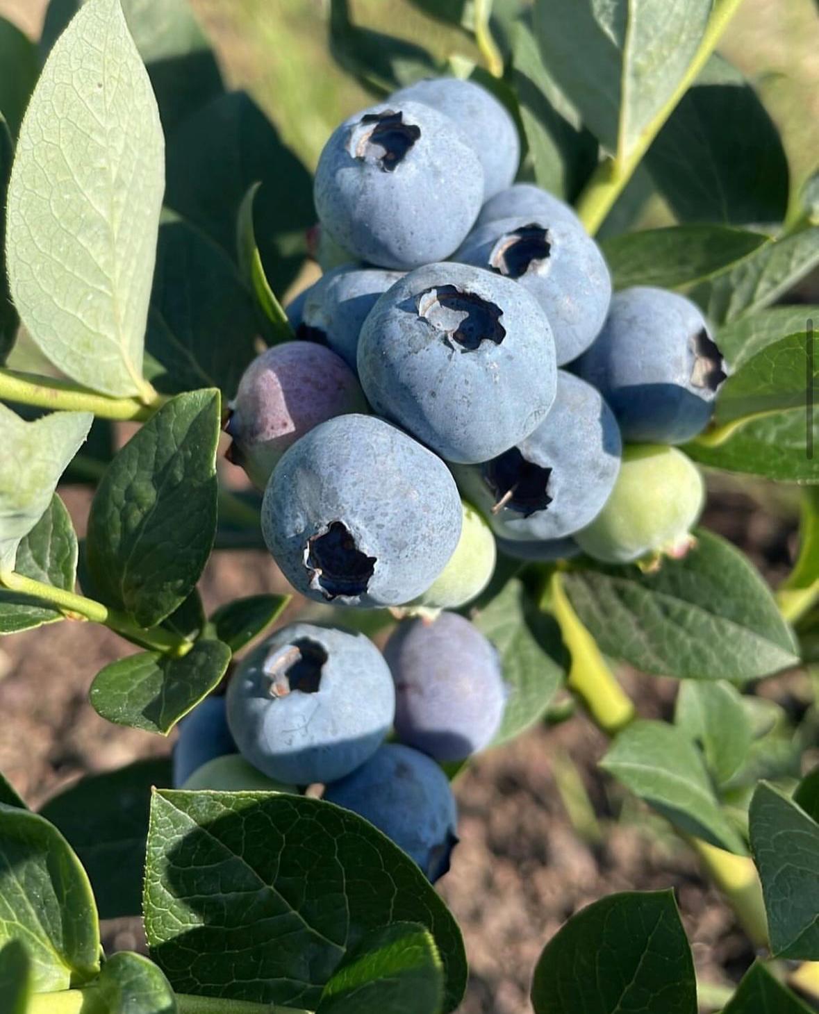 Blueberry Kutu 1 kg